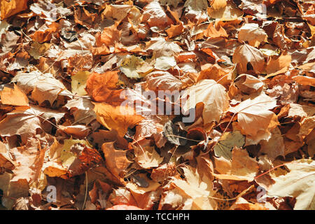 Many maple leaves lie on the ground in the fall. Autumn season. Stock Photo