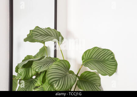 house plants on white wall, modern green indoor plant ,retro decoration close-up Stock Photo