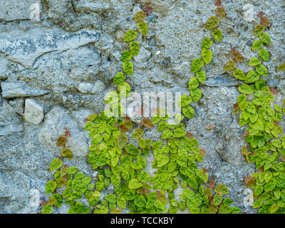 Image of overgrown old stone wall with green plants, close up, background concept, flat lay Stock Photo