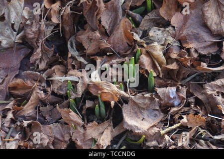 Spring is coming and the first plants are sprouting Stock Photo