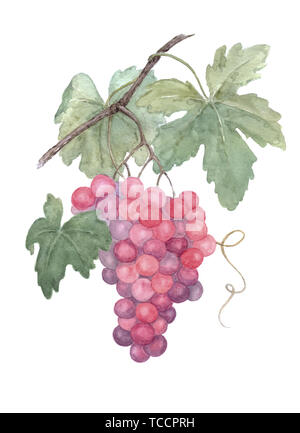 Grapes on branch watercolor painting on white background. Great for farming, gardening, grocery, juice, wine labels. Can be used separately for decora Stock Photo