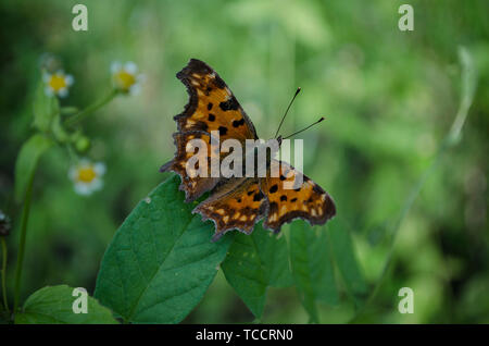 Red-brown butterfly sitting on the green grass. Polygonia c-album, the comma butterfly, family Nymphalidae. macro, close up, blurred backgroung Stock Photo