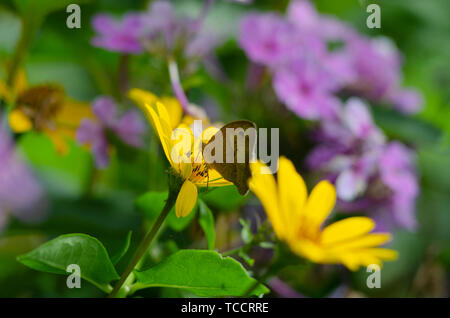 Aphantopus hyperantus butterfly sitting on the yellow flowers of sunflower aster family, Chrysopsis known as golden asters or Heterotheca villosa Stock Photo