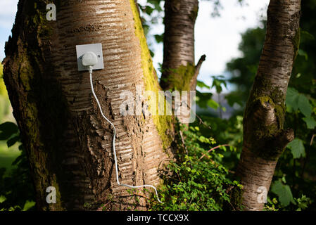 UK electrical plug in a Power socket in a tree. Ecological concept, symbolizing renewable green energy, bio energy Stock Photo