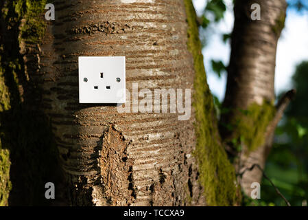 UK Power socket in a tree. Ecological concept, symbolizing renewable green energy, bio energy Stock Photo