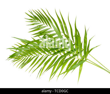 Beautiful palm leaves isolated on white Stock Photo