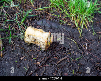 Chewed up rotten apple core sitting outside on wet dirt and grass Stock Photo