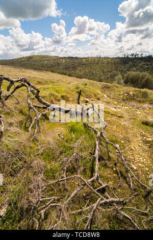 Withered old fallen tree lying in meadow on background of picturesque high hills covered with trees and blue cloudy sky Stock Photo