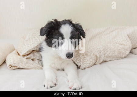 Funny portrait of cute smilling puppy dog border collie lay on pillow blanket in bed. New lovely member of family little dog at home lying and sleepin Stock Photo