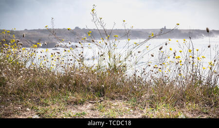 wild vegetation and a lezard by the sea on the island of Yeu, France Stock Photo