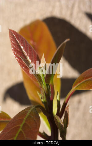 Detail of a sprout of an avocado tree in spring Stock Photo