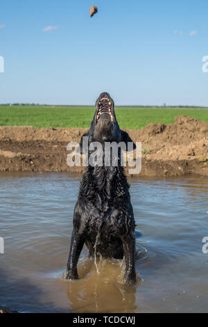 Black labrador retriever dog jumping out of water to catch rock. Stock Photo