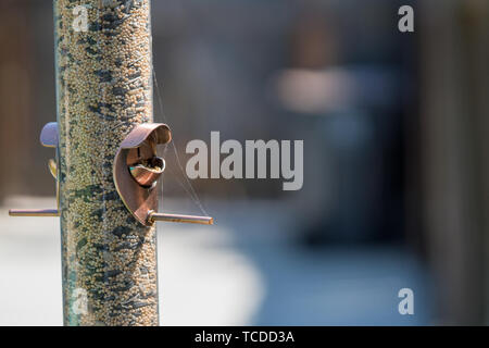 full bird feeder no birds Stock Photo