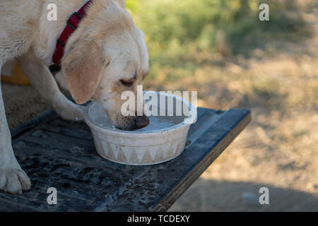Yellow labrador retriever dog drinking water on truck tailgate Stock Photo