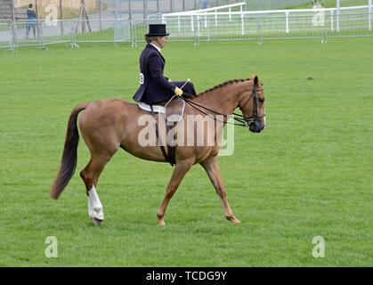 Women riding side saddle in a competition at the Royal Welsh spring festival Stock Photo