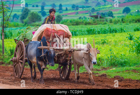 Burmese farmer riding ox cart in Shan state Myanmar Stock Photo