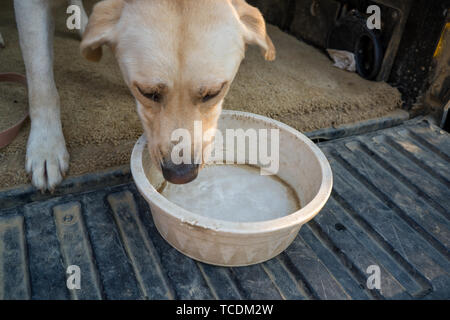 Yellow labrador retriever drinking water Stock Photo