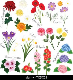 Flower Set 2. Flora Vector Collection. Botanical Illustration. isolated on White Background. Stock Vector