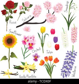 Flower Set 5. Flora Vector Collection. Botanical Illustration. isolated on White Background. Stock Vector