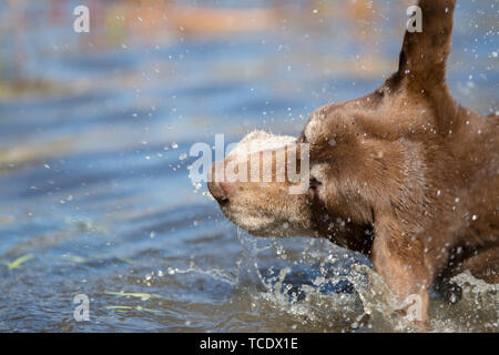 Head of brown Labrador Retriever dog drinking water with splashes from pond in nature Stock Photo