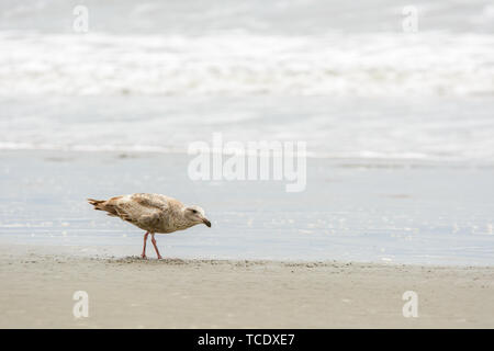 Small gray seagull walking on wet sandy beach of ocean coastline Stock Photo