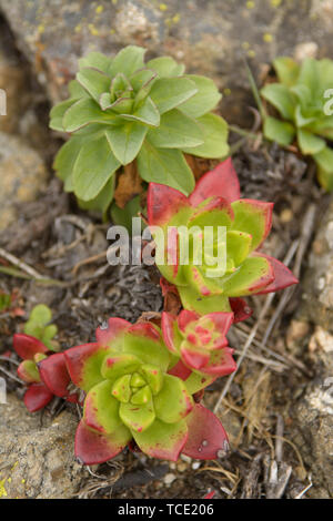 Closeup from above shot of green and red succulent growing on rocky ground Stock Photo