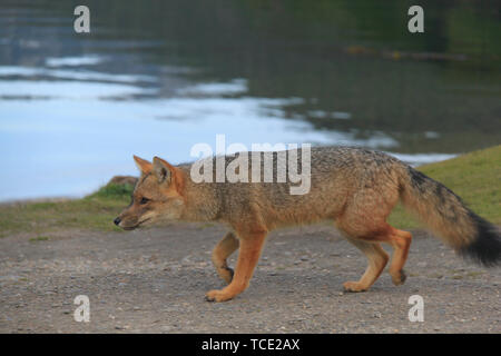 A grey fox (Pseudalopex griseus), Tierra del Fuego National Park, Patagonia, Argentina Stock Photo