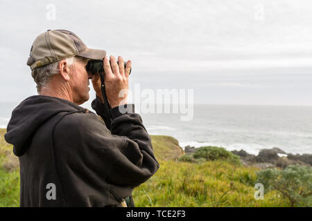 A middle aged man with grey hair watches wildlife through his binochulars on a cliff over looking the ocean. Stock Photo