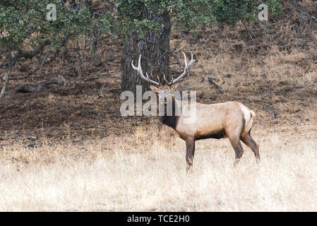 Bull tule elk portrait in california Stock Photo