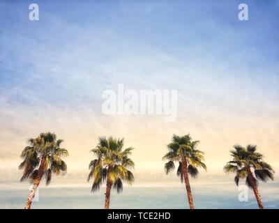 Palm trees, Palm Springs, California, United States Stock Photo