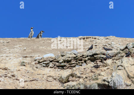 two Humboldt Penguin on the islas ballestas, peru Stock Photo