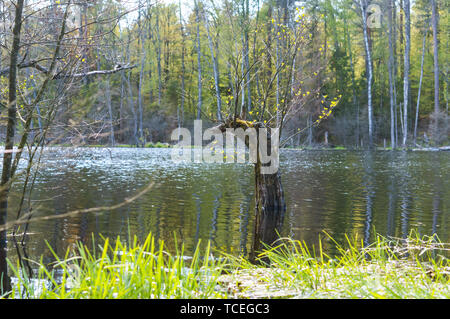 an old broken tree in the lake, a tree covered with moss and lichen Stock Photo