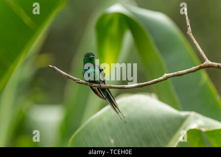 A Green Thorntail Hummingbird - Discosura conversii - perches on a branch near Bajos del Toro in Costa Rica. Stock Photo
