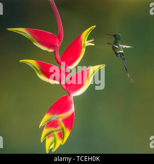 A Green Thorntail Hummingbird - Discosura conversii -  flying in to feed on a tropical Lobster Claw Heliconia in Costa Rica. Stock Photo