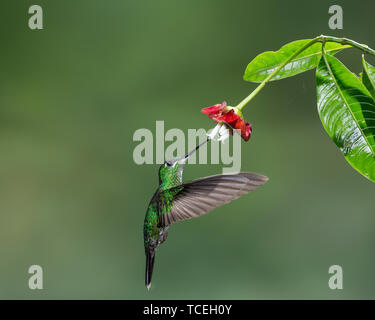 A female Green-crowned Brilliant Hummingbird, Heliodoxa jacula, feeds on the nectar of a tropical Hot Lips flower in Costa Rica. Stock Photo