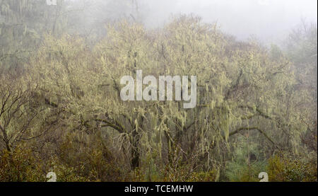 Fog reveals a tree covered in usnea or old man's beard Stock Photo