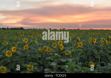 A sunflower crop under a smoke filled sunset. Stock Photo