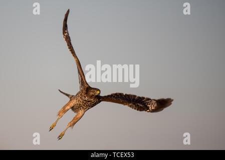 Swainson's Hawk flying Stock Photo - Alamy