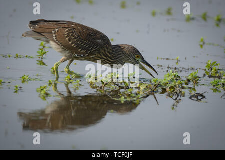 An American Bittern hunting fishing for food in the flooded wetlands with water plants. Stock Photo