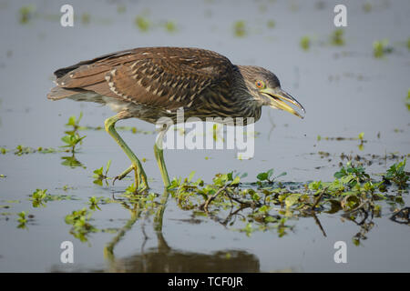 An American Bittern hunting fishing for food in the flooded wetlands with water plants. Stock Photo