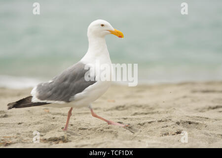 Side view of beautiful white seagull with gray wings and orange beak on sand Stock Photo