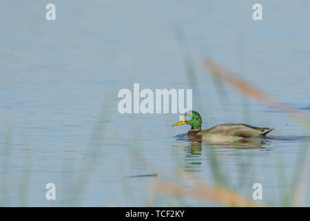 Side view of green-headed male mallard duck swimming alone in tranquil water Stock Photo