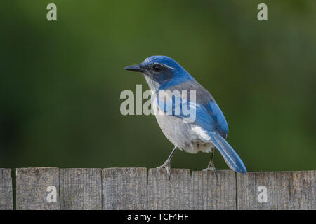 Closeup back view of colorful blue scrub jay bird sitting on wood fence Stock Photo