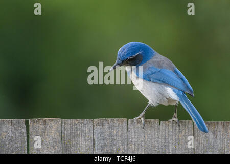 Back view of small beautiful scrub jay bird with blue plumage sitting on wood fence Stock Photo
