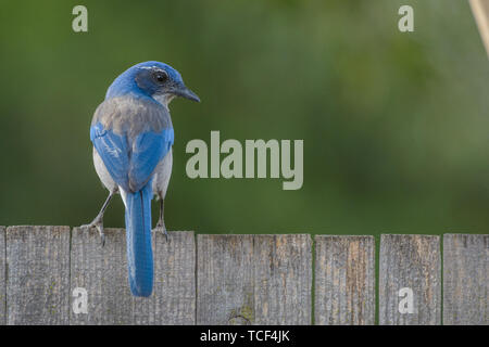 Back view of small colorful blue scrub jay bird on wooden fence Stock Photo