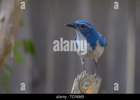 Closeup shot of tiny blue feathered scrub jay bird Stock Photo
