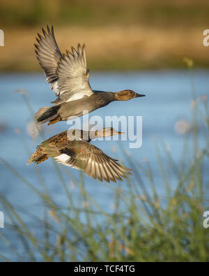 A male and female drake and hen gadwall ducks flying over water of wetlands and reeds Stock Photo