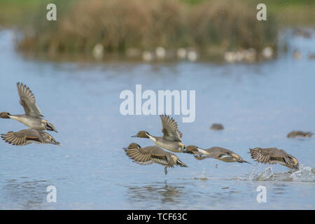 Grey mallards with white chests and brown heads flying up from reflective water of pond on blurred coast background with reeds Stock Photo