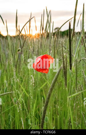 Red Poppy Growing Through Cracked Pavement Stock Photo - Alamy