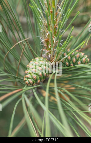 Close-up shot of two small green pine cones on conifer tree believed to be Scots Pine / Pinus sylvestris. Tree appx. 3m tall & growing in sand dunes. Stock Photo